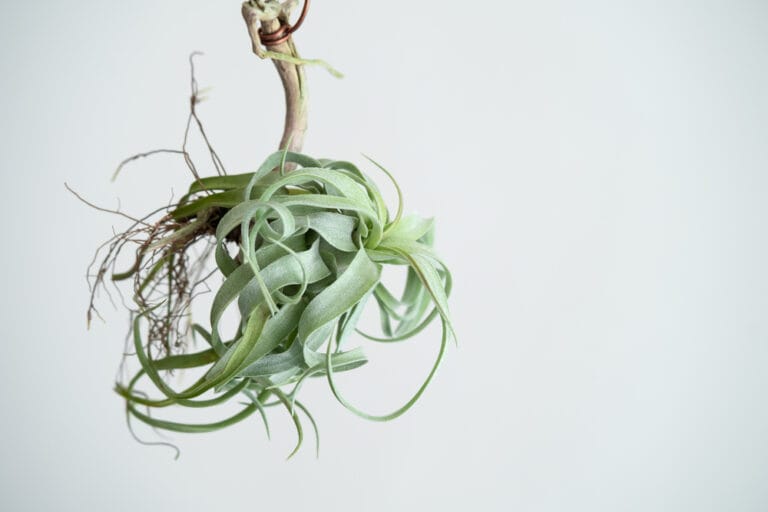 10 Best Air Plants for Beginners (2023 Guide) The Gardening Dad