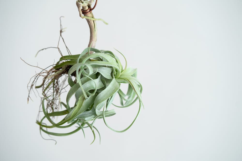 Streptophylla Air Plant