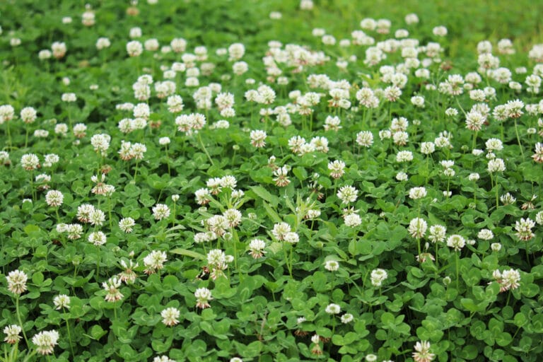 Ohio Weeds Identification Guide (2023) - The Gardening Dad