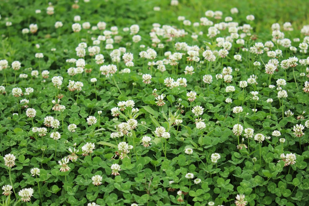 white clover weed