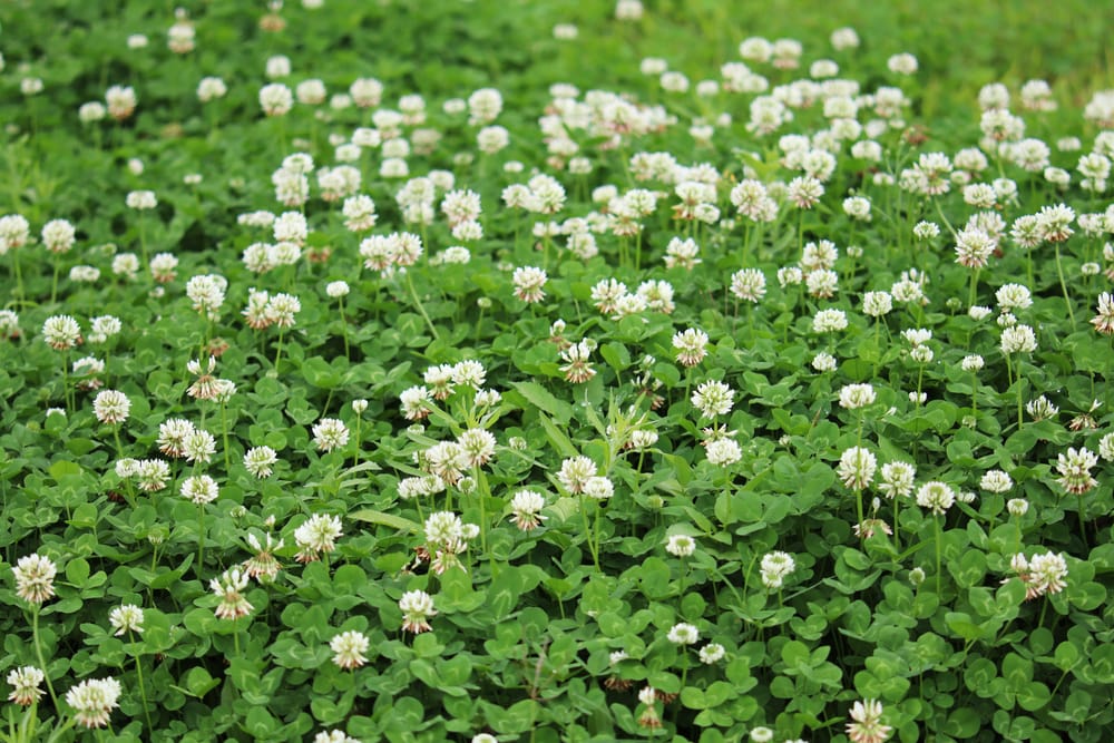 10 Common Lawn Weeds In Missouri 2023 Guide The Gardening Dad