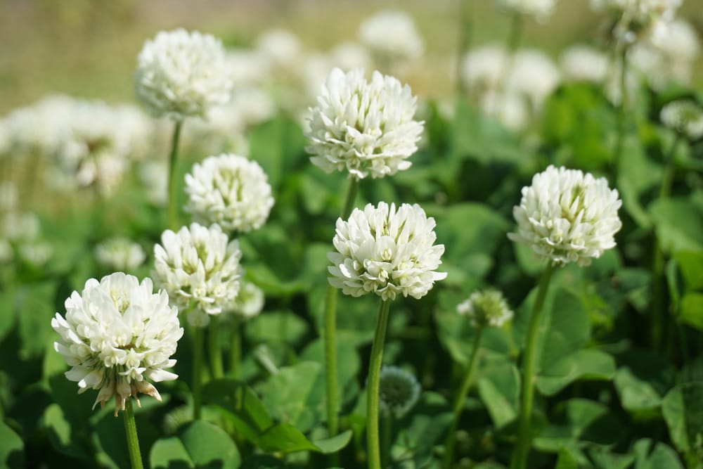 white clover weed