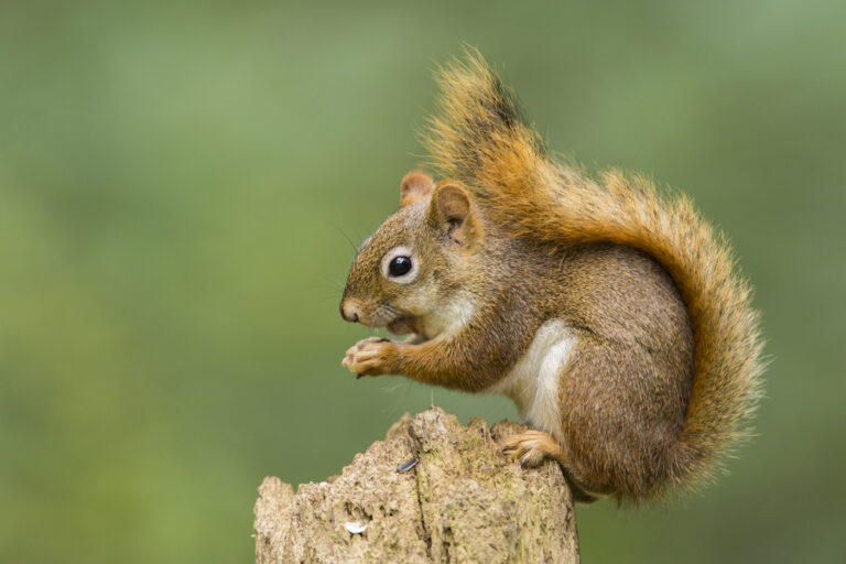 4 Common Types of Squirrels in Indiana (2023 Guide) - The Gardening Dad