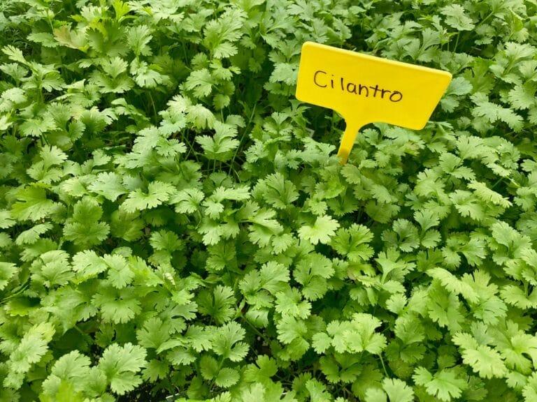 12 BEST Herbs to Grow in Arizona (2023 Guide) The Gardening Dad