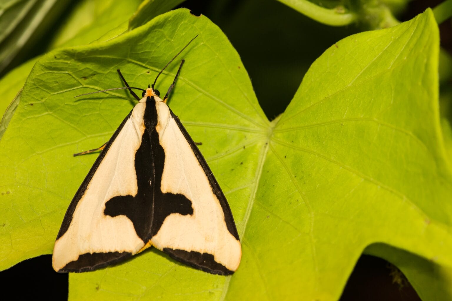 10 Common Moths of Ohio (2023 Guide) - The Gardening Dad