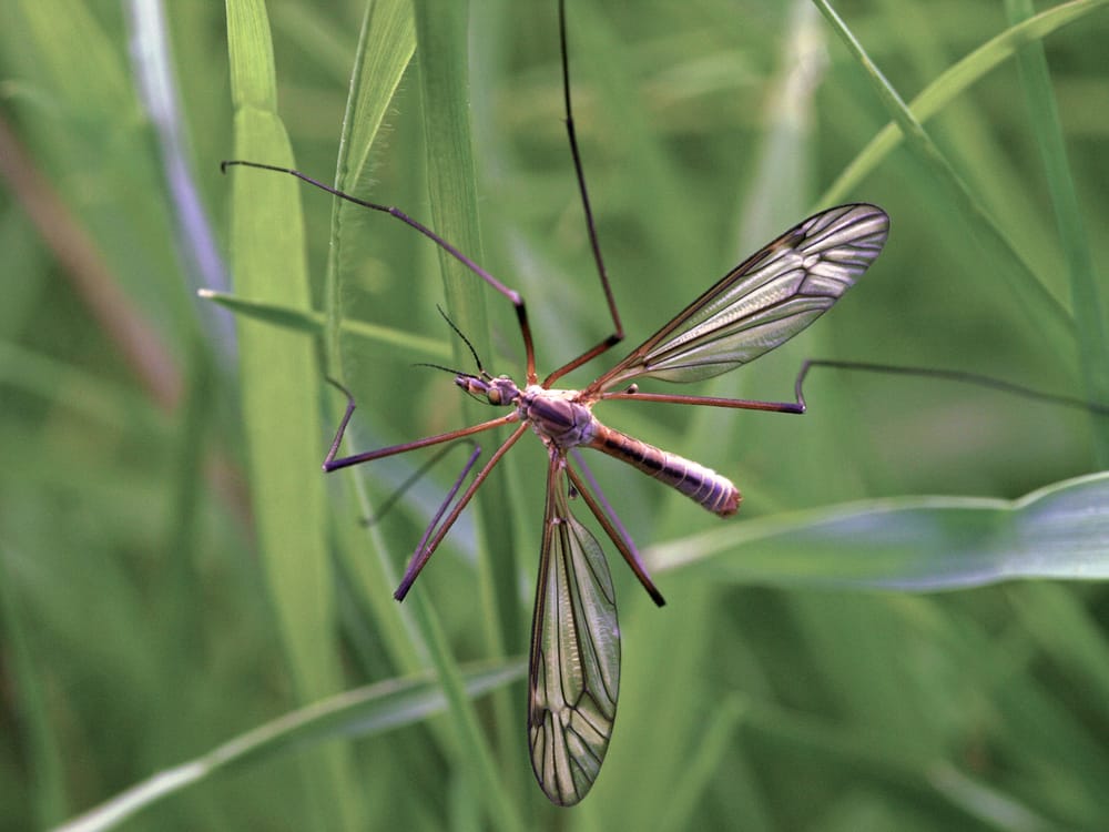 Crane Fly