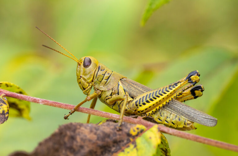 7 Types of Grasshoppers in Wisconsin (2023 Guide) - The Gardening Dad