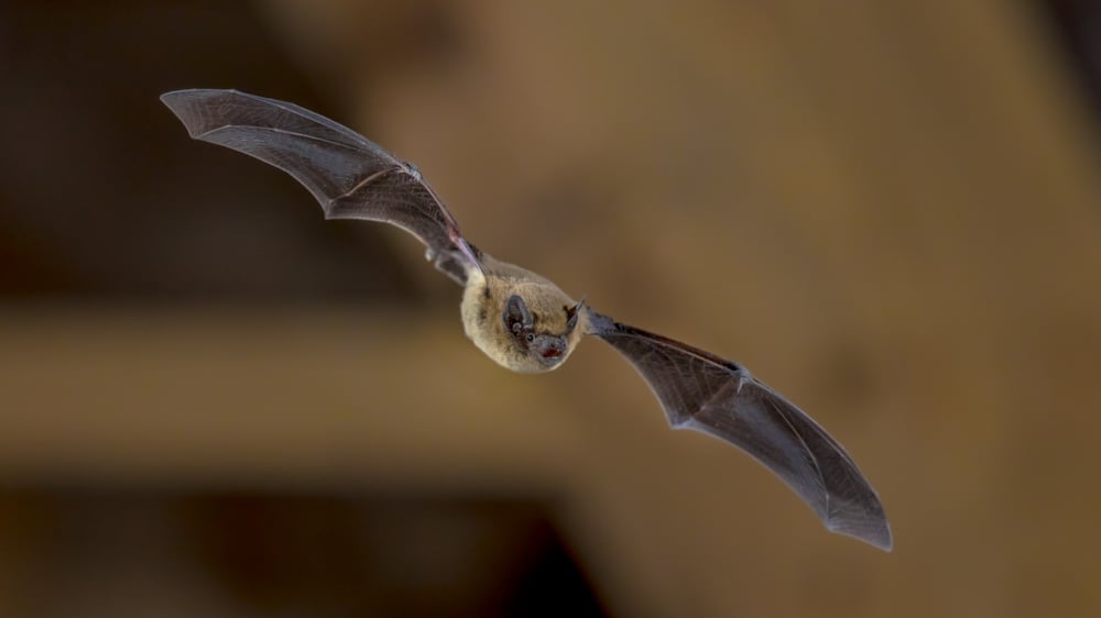Evening Bat