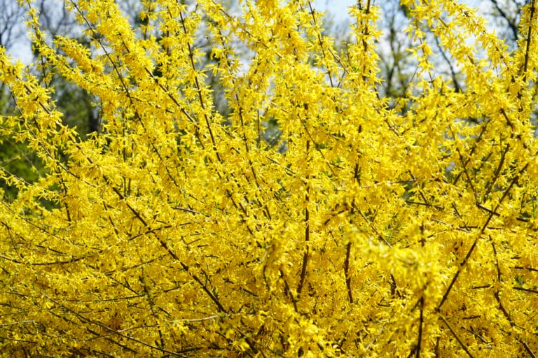 12 BEST Shrubs for Ohio (2023 Guide) The Gardening Dad