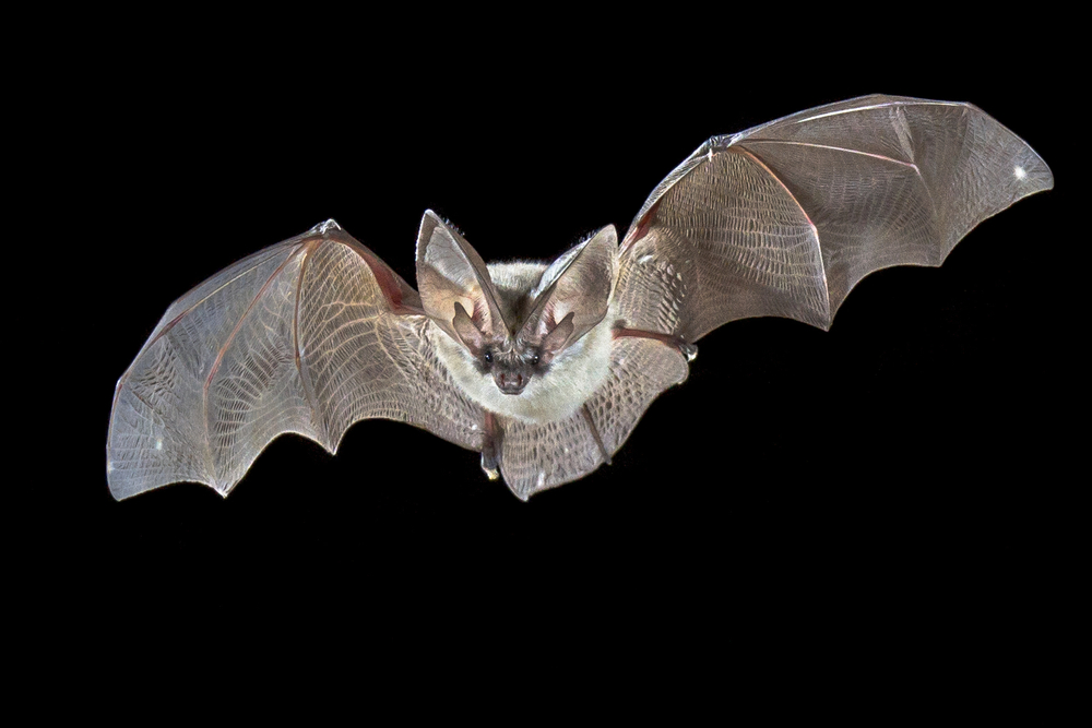 Gray Bat