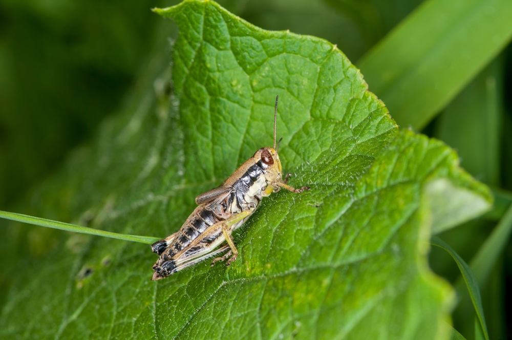 Green Legged Grasshopper