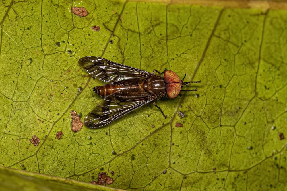 horse fly