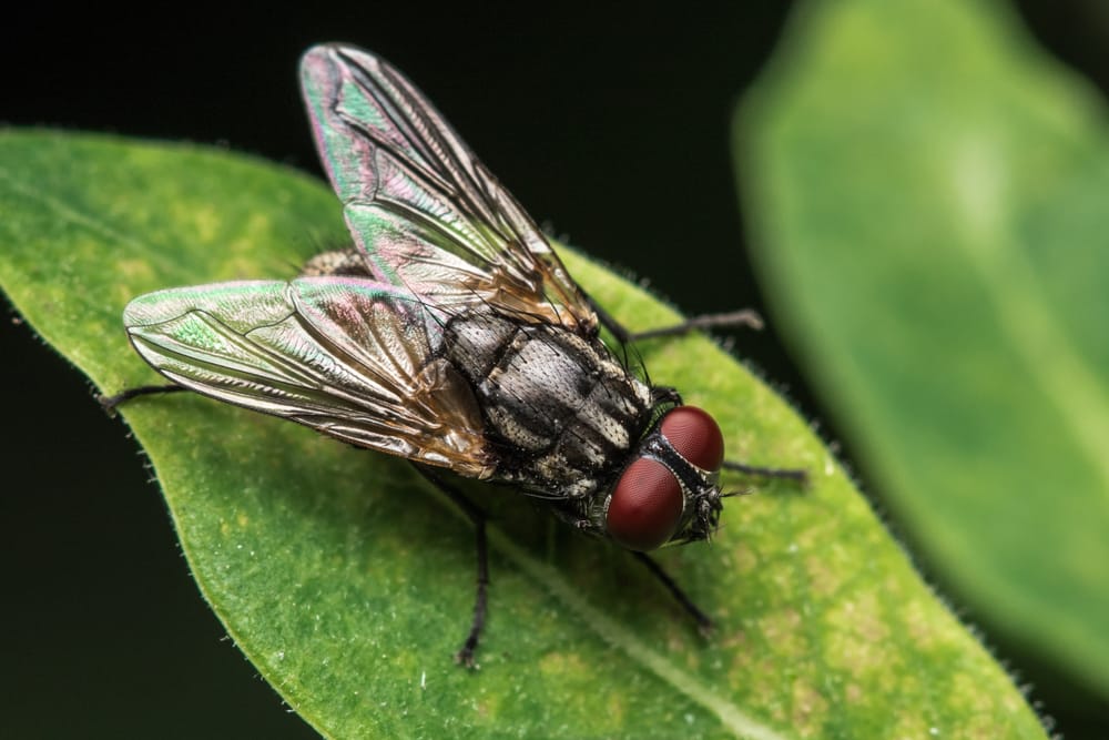 types of house flies