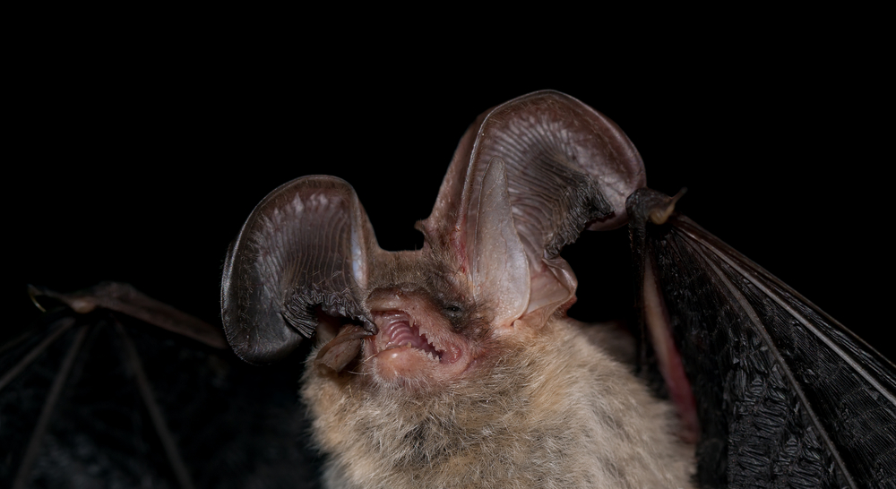 Northern Long Ear Bat