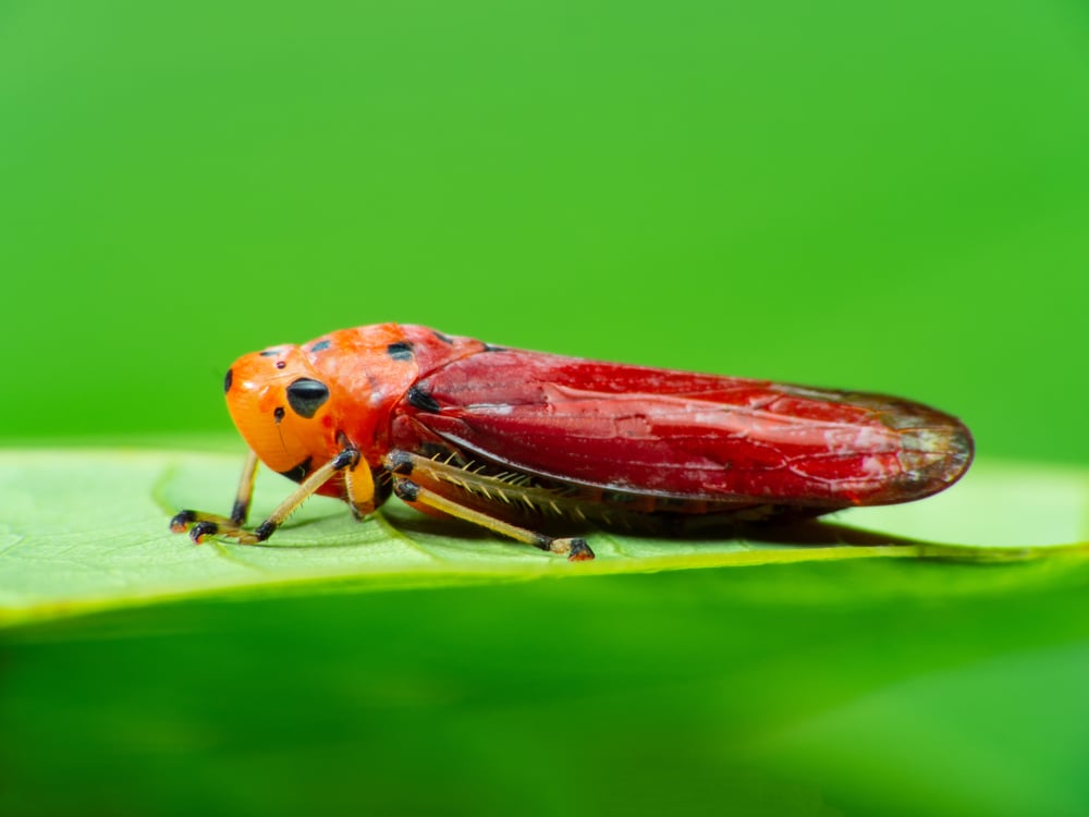 red banded leafhopper
