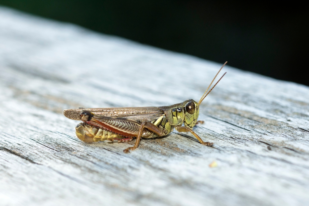 Red Legged Grasshopper