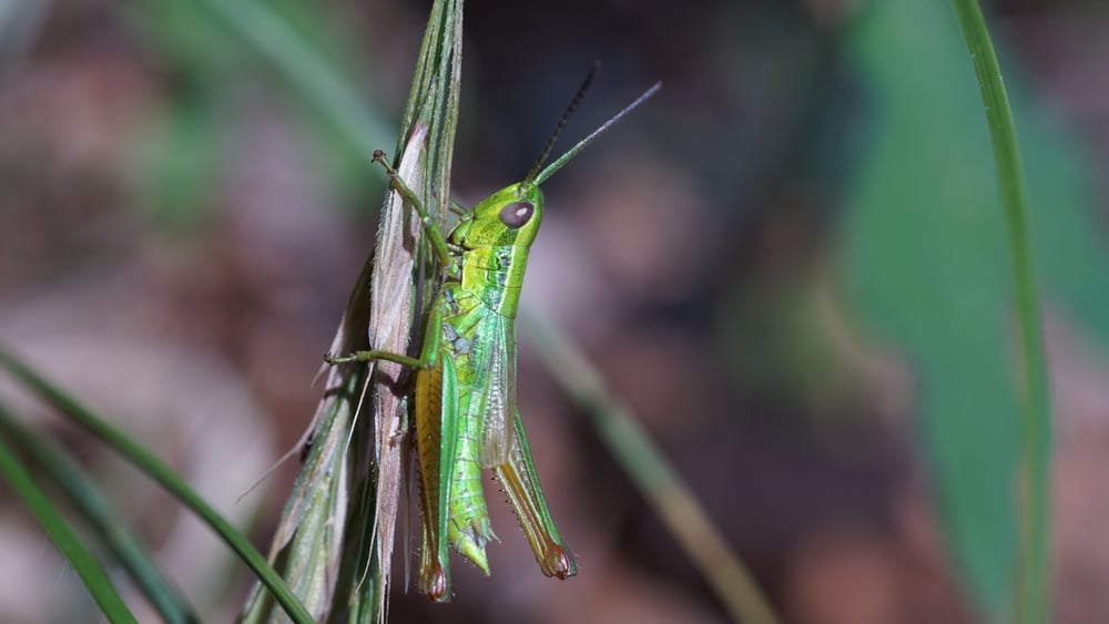 short-winged grasshopper