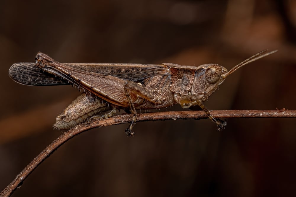 slant face grasshopper