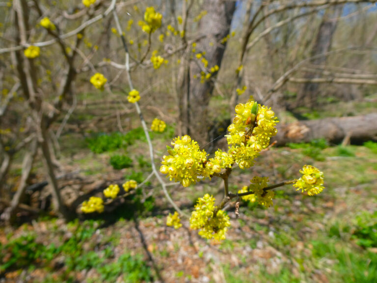 12 BEST Shrubs for Ohio (2023 Guide) - The Gardening Dad