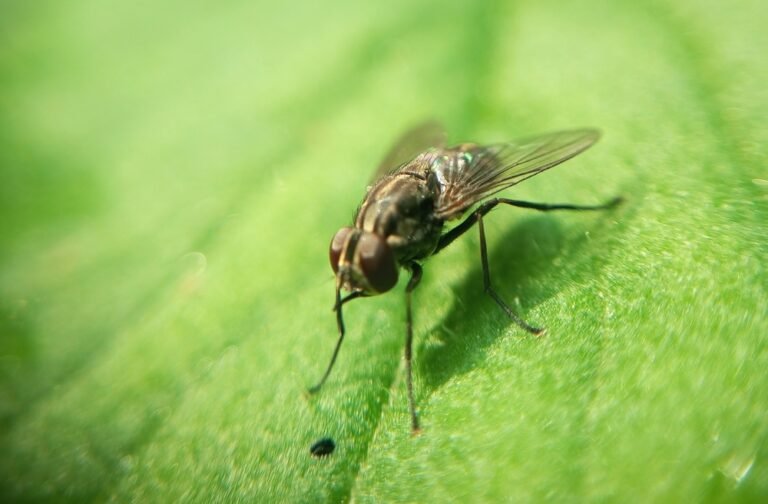 10 Types of Flies in Ohio (2023 Guide) - The Gardening Dad