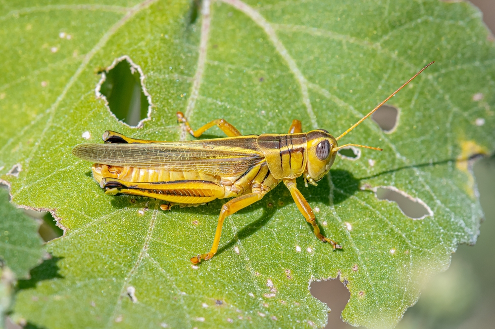 two striped grasshopper