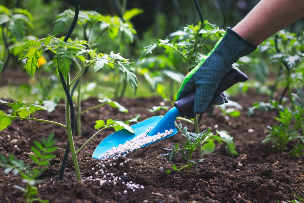 NPK Ratio for Gardener fertilizing tomato plant