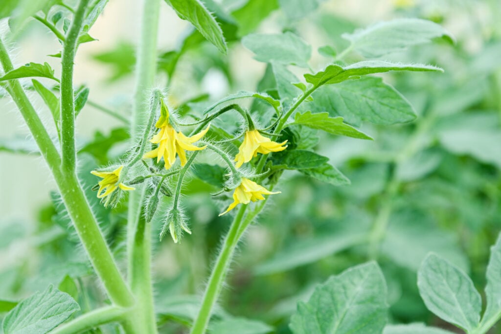 NPK Ratio for Flowering Stage of Tomato Plants