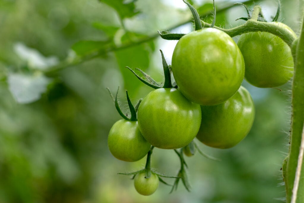 NPK Ratio of Fruit Stage of Tomato Plants